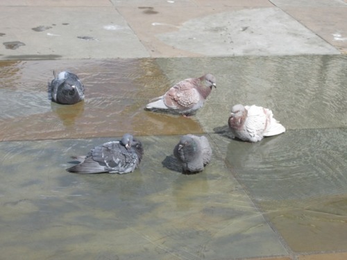 silver-whistle: Trinity Square fountain-pools Meant to reflect the Gothic minster. Perfect paddling 