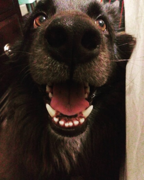 #happyface #clydedog &frac34;ths of #bonnieandclyde #gsd. #gsdofinstagram #blackshepherdmix. #bl