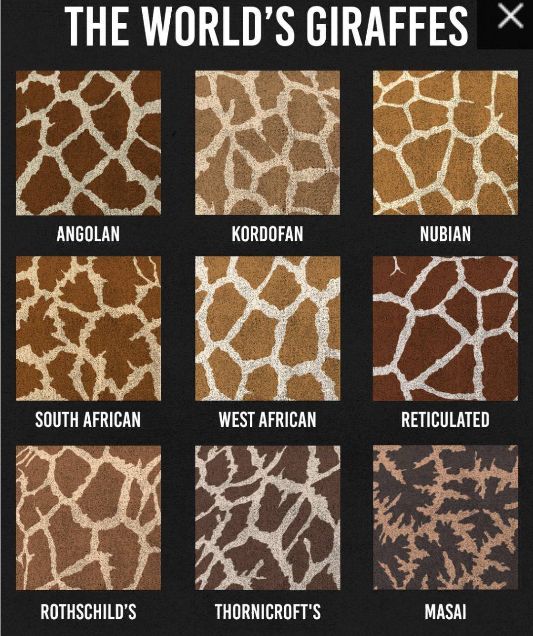 thesassysausage:thegreenpea:blacktabris:datasoong47:esoanem:guerrillatech:This is a map of the range of all giraffe species. By my count that puts them in just 16 countries out of the 54 in Africa (of which 5 are island countries with no territory on