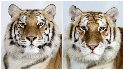 vmagazine:  Dr Bhagavan Antle of The Institute of Greatly Endangered and Rare Species (T.I.G.E.R.S), photographs 4 varieties of Bengal tigers 