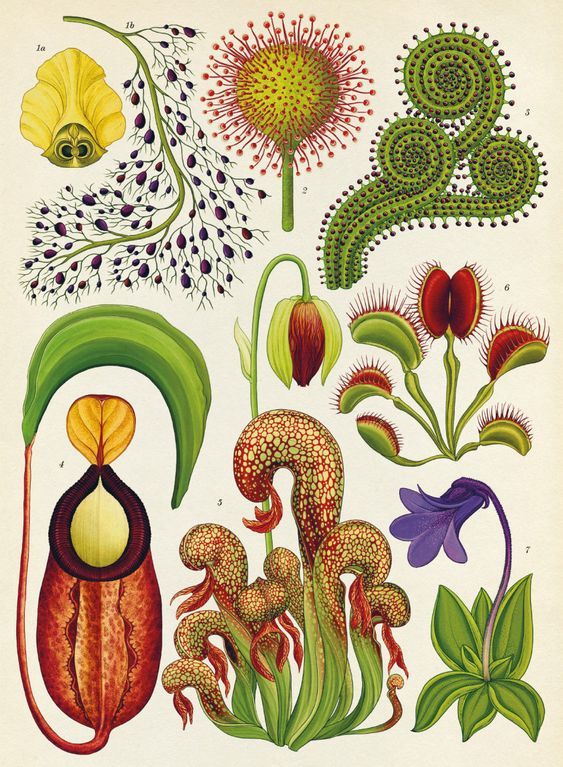 wtxch:
“ ‘Carnivorous Plants’ by Katie Scott. From ‘Botanicum’
”