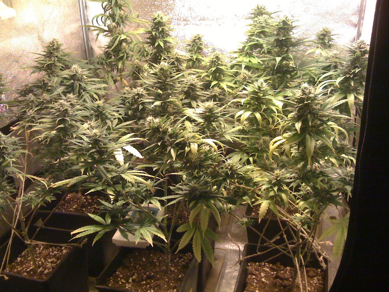 The Cannabis Queen