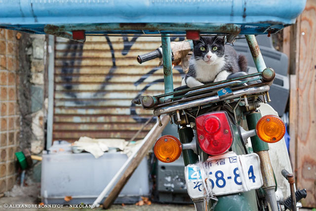 japontotal:  Fotógrafo francés redescubre a los gatos callejeros en Japón El fotógrafo