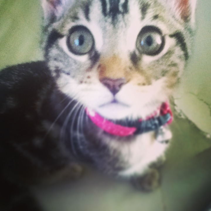 soy-feliz-como-un-pony:  Bueno aquí les presento a mi gata mucha personas dicen