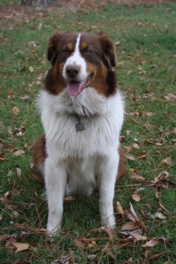 handsomedogs:  Finnley the Australian Shepherd
