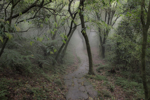Path in the forest by Hubert Streng on Flickr.