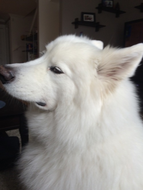 skookumthesamoyed:Keeping an eye on you and your shenanigans