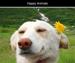 tastefullyoffensive:  Happy Animals [sadanduseless]Previously: Animals in Complete Astonishment  XD perfect