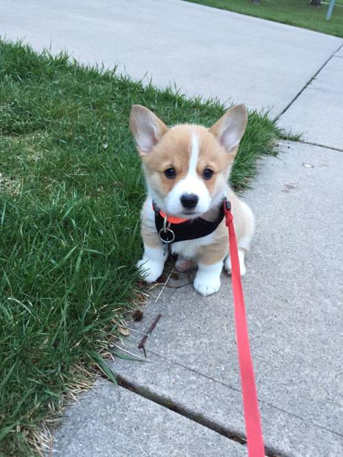 awwww-cute:  I’m still not sure whether Lemon is a dog or just a really cute stuffed animal. (Source: http://ift.tt/1Yhz4rJ)