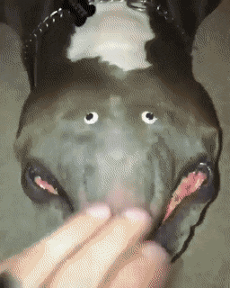 glutenfreegarlicbread:An extremely rare Doggopotamus in his natural habitat
