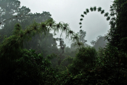 90377:Bamboo plants in a cloud forest in National Park de Quetzales, Costa Rica. by Celestyn Brozek