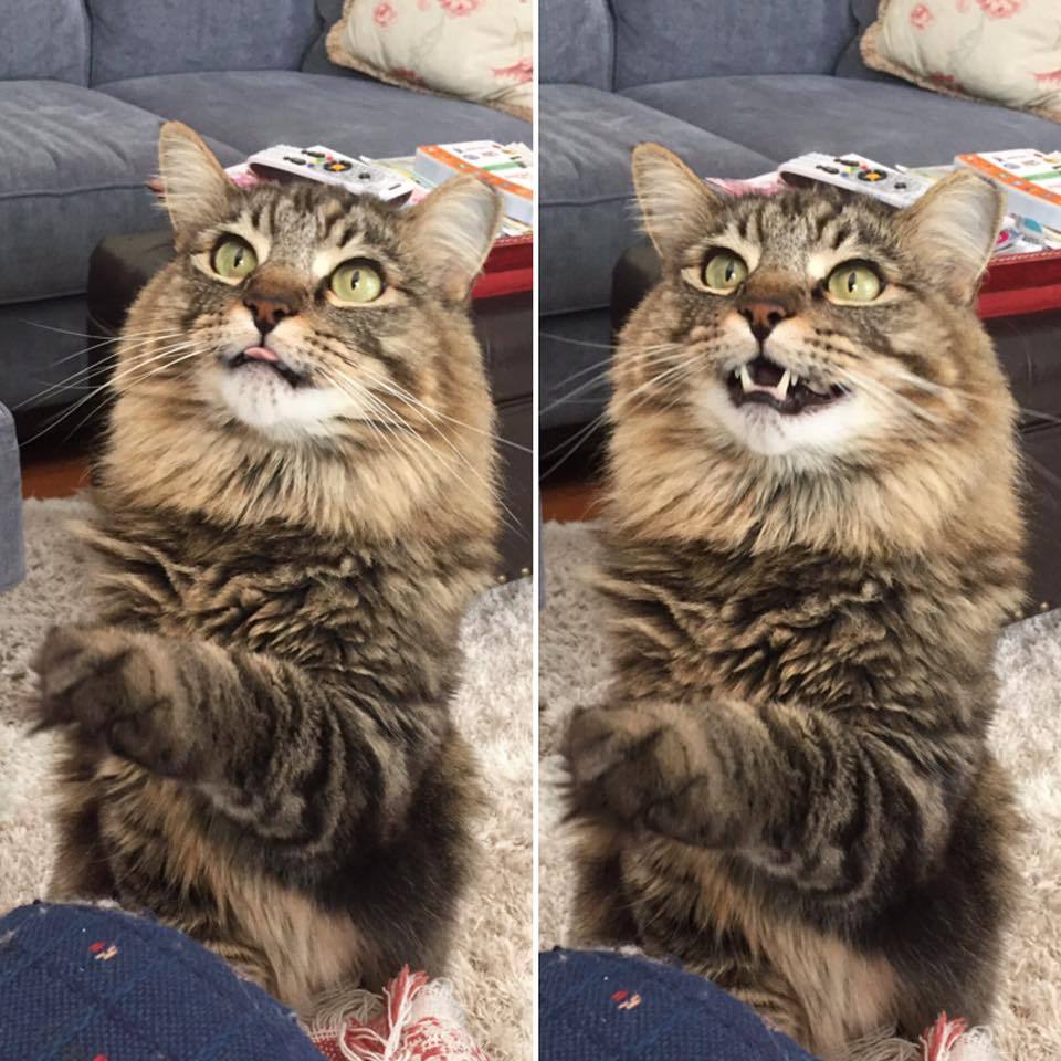 catsandkitten:  I dared to eat a piece of bread in front of him and didn’t share