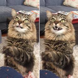 catsandkitten:  I dared to eat a piece of bread in front of him and didn’t share any. 