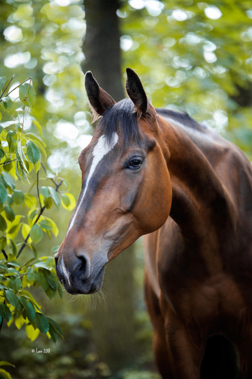 lainphotography:Horses of my riding stable.