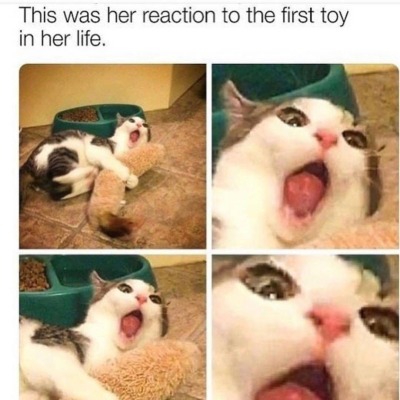 cat-memes-only: