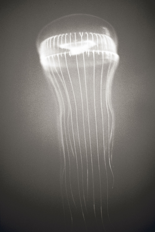 les-sources-du-nil: Henry Horenstein Crystal Jellyfish, 2000