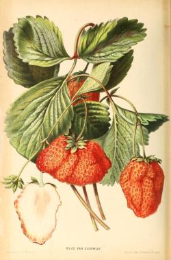 heaveninawildflower:  Strawberries. Plate