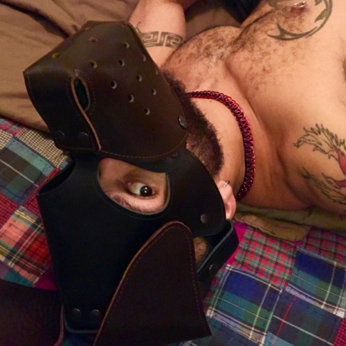 pupvino: Arooooo Love a cute sub pup.