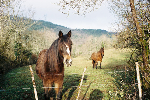 horses