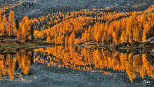 **larches on fire** by gubido