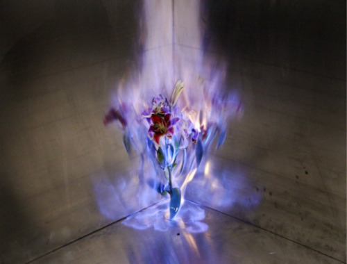 coldcatalyst89:  asylum-art-2:   Beautiful Flowers Engulfed in Flames by 蒋志|Jiangzhi  “Beautiful things and objects themselves will ultimately disappear, but  the beauty itself will live on, as well as love. Perhaps this is what I  am trying to