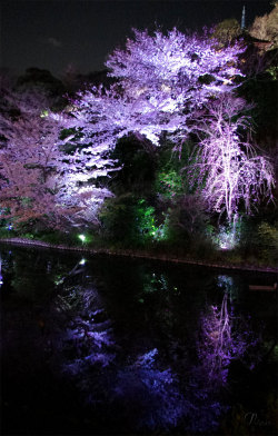 omgshowmetheworld:   ✯ Night viewing of Cherry Blossoms   