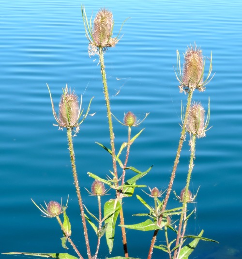 Teasel (Dipsacus laciniatus), Dexter Reservoir, Lane County, Oregon, 2014.Teasel is an invasive weed