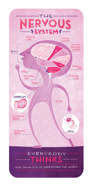 medicalstate:  The Body Systems by Rachel Ignotofsky. Beautifully illustrated representations of five of our body systems. They are what keeps us moving, thinking, eating, breathing, living. 