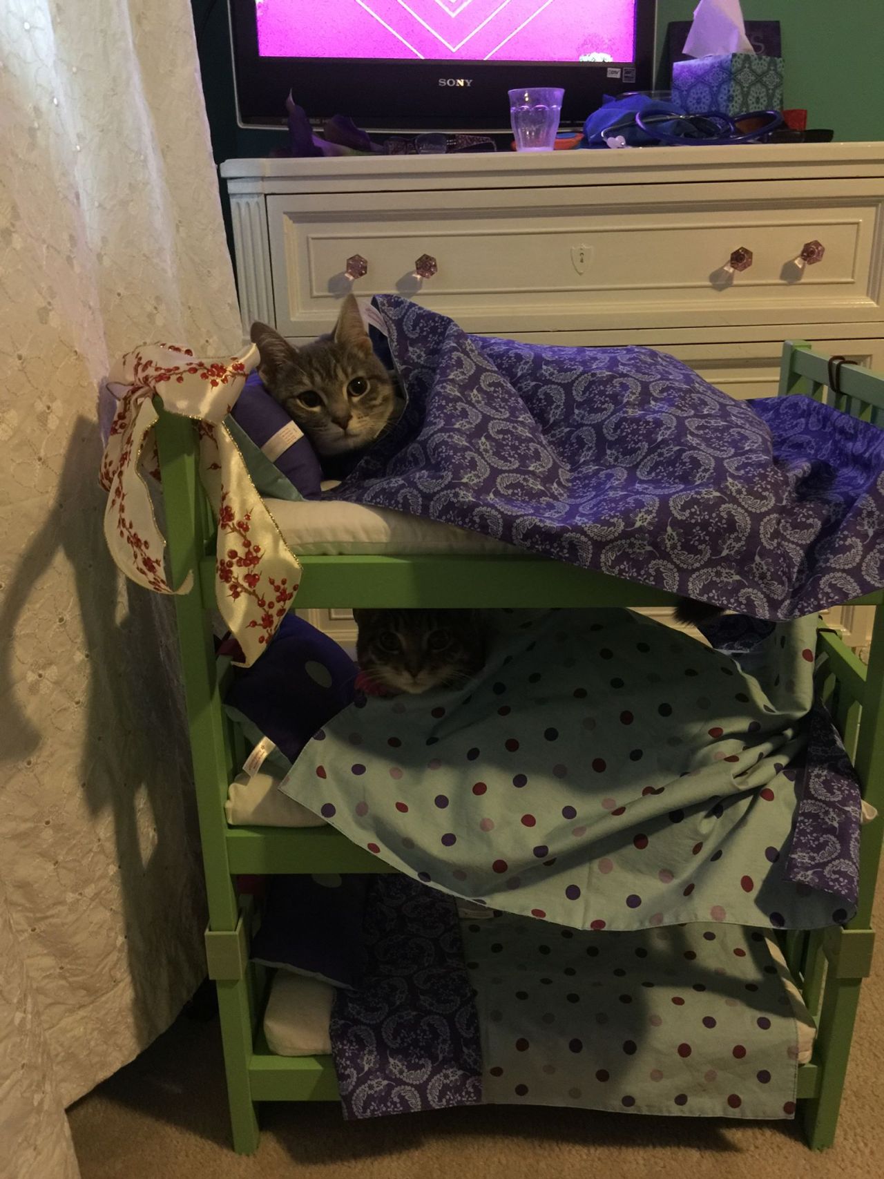 awwww-cute:  My niece decided that her cats should sleep in bunk beds (Source: http://ift.tt/1MombFr)