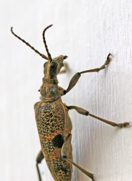 Blackspotted pliers support beetle (Rhagium mordax) / Lövträdlöpare.