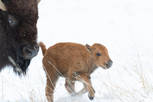 americasgreatoutdoors:Baby bison on the move! Also known as red dogs, bison calves are up and runnin