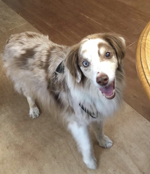 Today Has Been Very Hard As We Had To Put Our Sweet Rusty To Sleep At The Ripe Old Age Of 15. He Crossed