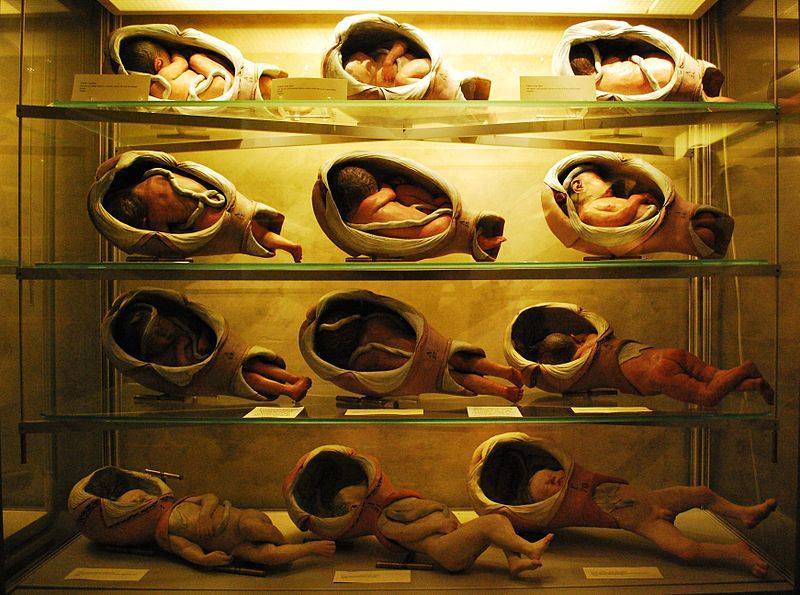 scienceyoucanlove:  Models of various birthing positions on display at Museo di Palazzo