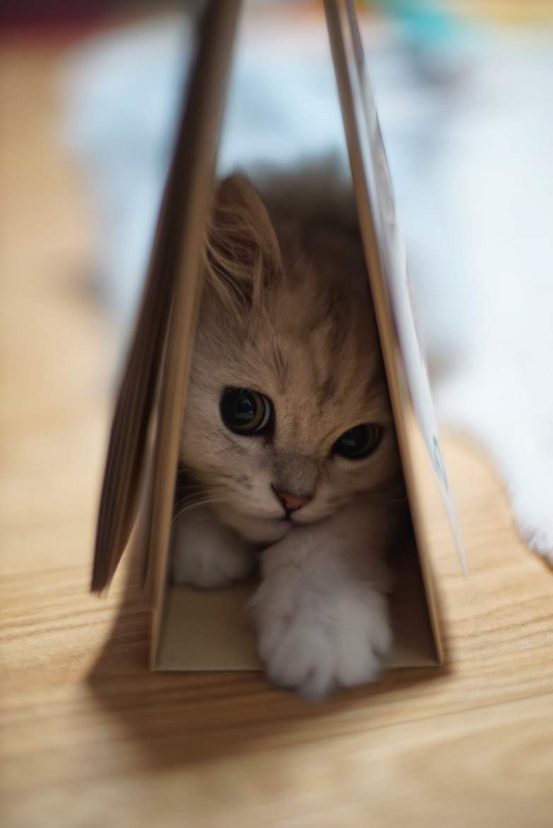 awwww-cute:  A Clockwork Orange kitty 