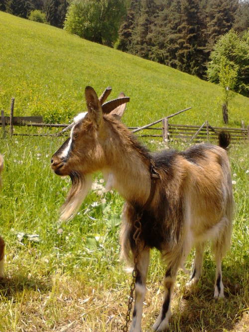 Two Little Goats.....