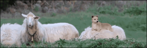 Dog piggybacks sheep