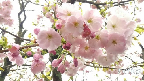 reiko4756:八重の桜☆.。.:*・°☆.。.:*・°☆.。花も自分で撮ってます(寧ろもう何年も毎日花撮ってます＾＾)