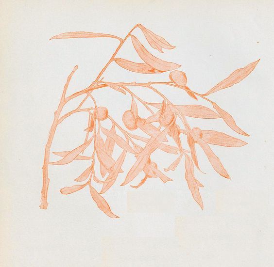 lesthetiquedelinventaire:  Leopold Stolba, 1902  