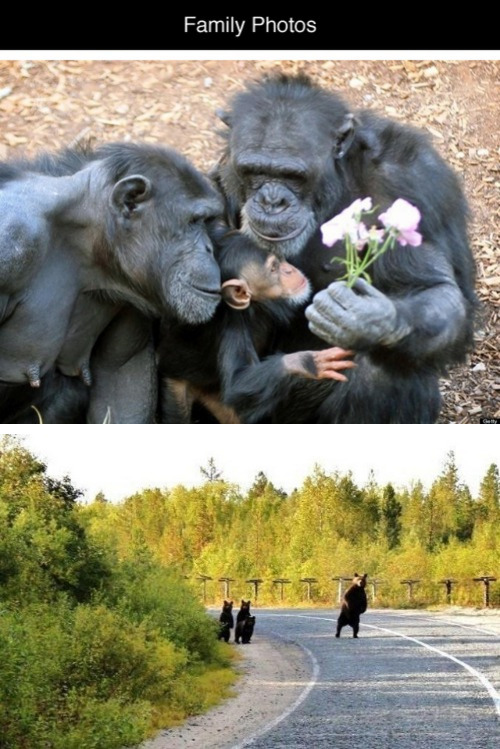 tastefullyoffensive:  Family Photos [via]Previously: Before and After Photos of Animals Growing Up