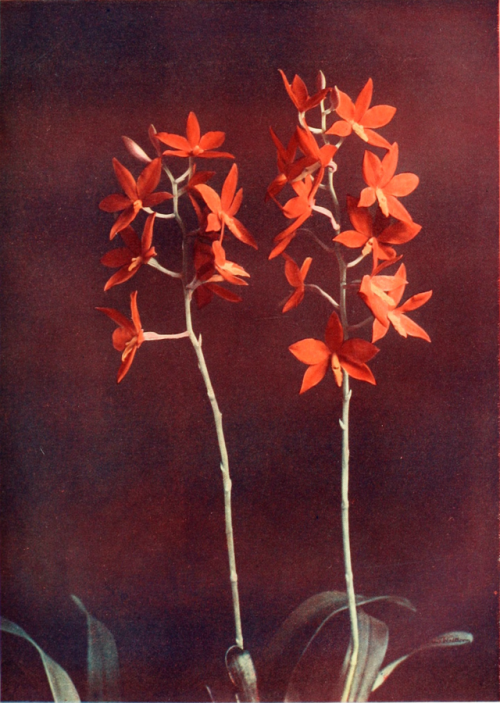 nemfrog:  Epidendrum Vitellinum Majus. Orchids for everyone. 1910. 