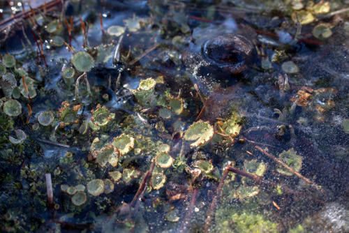 microcosmicobservations: Cladonia species and ice - 2/2018 at Mazomanie Oak Barrens, Wisconsin Faceb