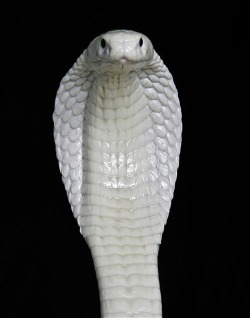 0hmm:  As year of the Snake….sheds it’s skin… http://youtu.be/Z0XwOjSpdbc oohhmm…ॐ 