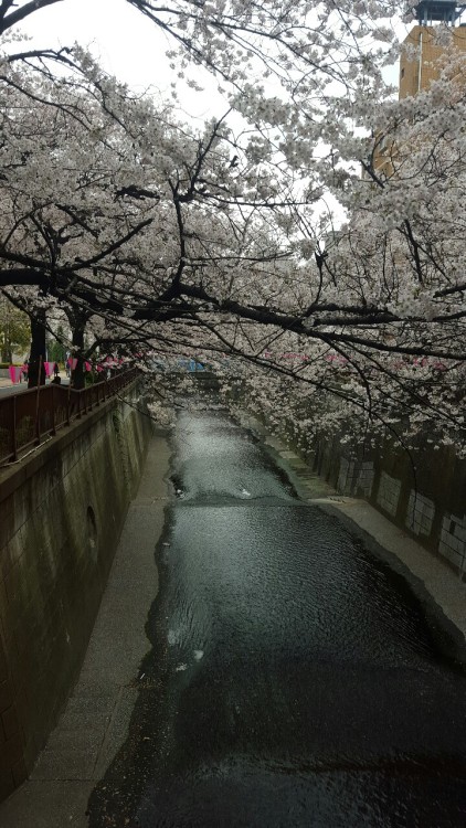 A few hanami impressions, text post will follow tomorrow :3