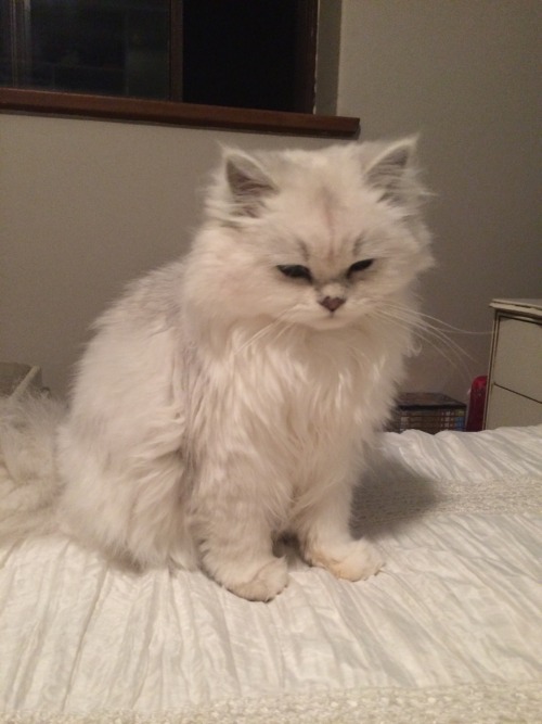 decemberswifts: animalsdancing: Super grumpy because we woke her up from cuddling the pig THIS CAT I