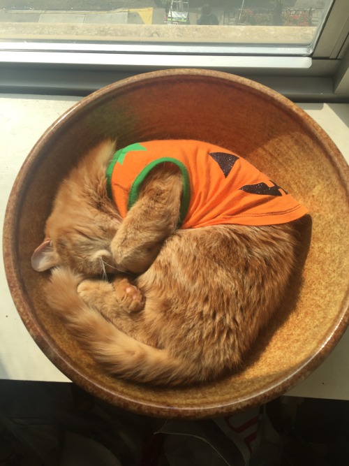 fitzroythecat:Pumpkin spice kitteh.