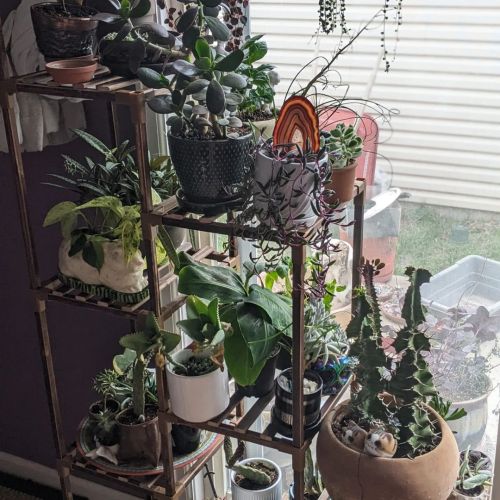 Got a new plant stand and I am obsessed it can hold more than the previous stand, so that means I ca