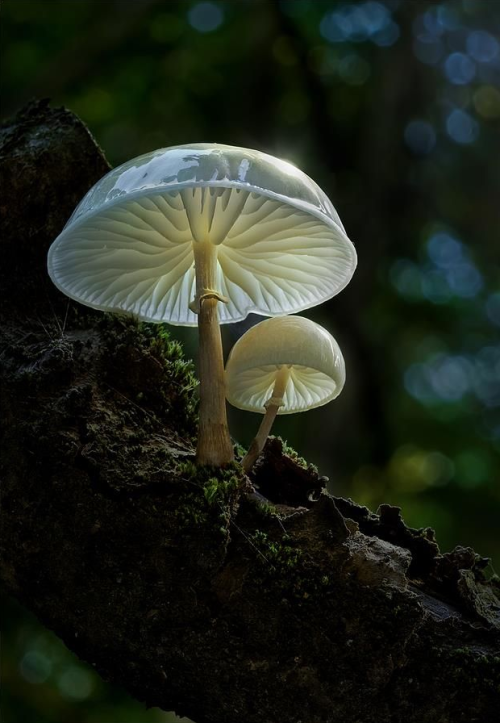 natural-magics:Fairy Tale by Moonshroomnshroom