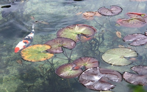 Yuunasara aka Sarayuna - Nameless Pond 名もなき池 aka Monet’s Pond located in Gifu Prefecture, Seki City,