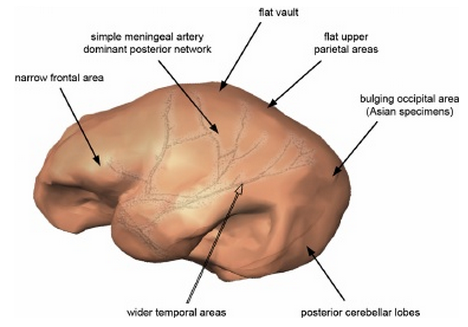 theolduvaigorge:A paleoneurological survey of  Homo erectus endocranial metricsby Emiliano Bruner, D