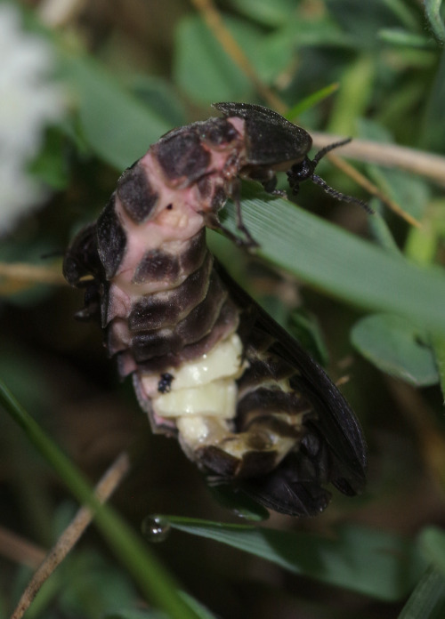 Male and female glow worms - Lampyris noctiluca - in Glenan Bay last night. It was a calm, dry night